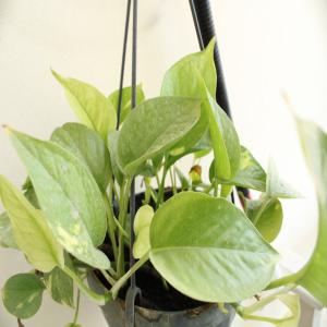 Money plant indoor plant